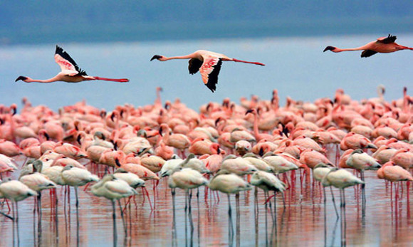 laghi-kenya.jpg