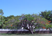 vegetazione-malindi.jpg