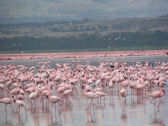 lago-naivasha.jpg