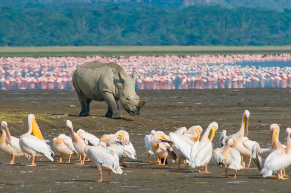 lago-nakuru.jpg