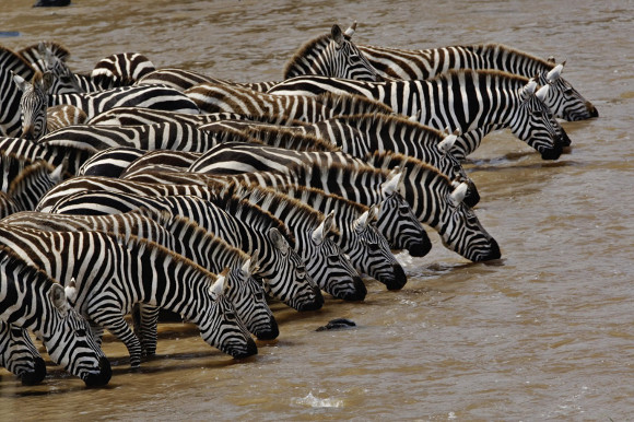 kenya-masai-mara.jpg kenya-masai-mara.jpg