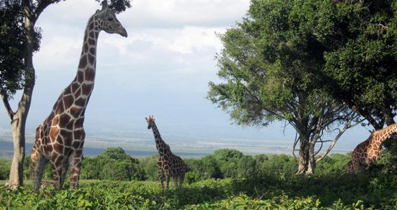 oberdare-kenya.jpg oberdare-kenya.jpg