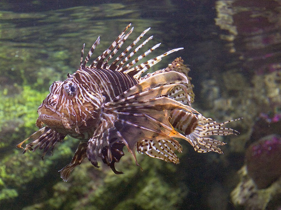 Parco acquatico di Watamu in Kenya