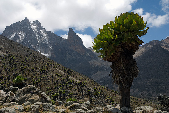 Parco Nazionale del Monte Kenya