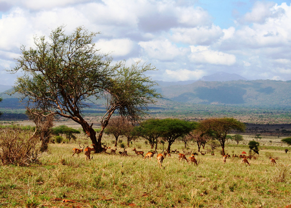 tsavo-kenya.jpg