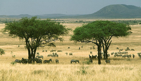 savana-kenya.jpg