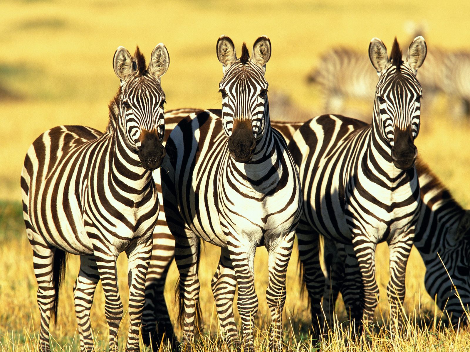 Zebre